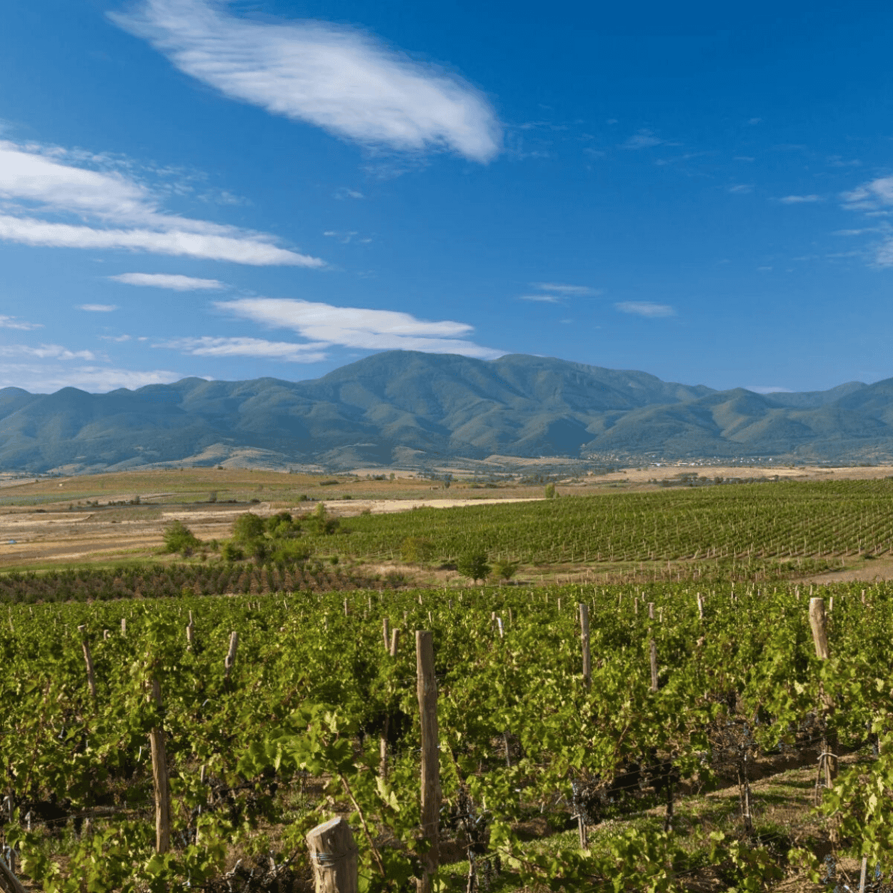 Wina bułgarskie – dlaczego warto je odkryć? Przewodnik dla początkujących