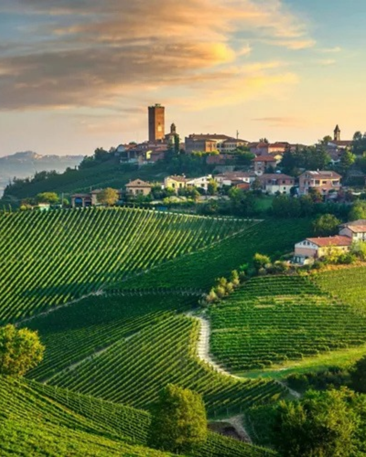 Barolo czy Barbaresco? Czym różnią się dwa wielkie wina Piemontu?
